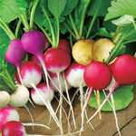 แรดิชกลม คละสี - Mixed Round Radish