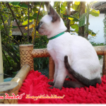 น้องแมว 2/3/2560