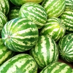 (Whole 1 Oz.) แตงโมคิมสันสวีท - Crimson Sweet Watermelon