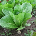 ผักสลัด ปารีสไอแลนด์ - Parris Island Cos Romaine Lettuce