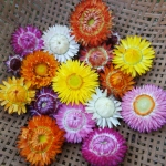 ดอกกระดาษคละสี - Mixed Strawflower