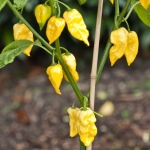 พริกฮาบาเนโร่ สีเหลือง - Lemon Habanero Pepper