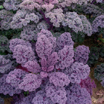 (Whole 1000 Seed) เมล็ดพันธุ์ เคลม่วงใบหงิก เรดบอร์ - Redbor F1 Kale Seed