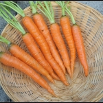 (Whole 1 Oz) แครอทจิ๋ว - Little Fingers Carrot