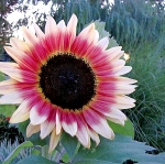 ทานตะวัน สตรอเบอรี่บลอนด์ - Strawberry Blonde F1 Sunflower