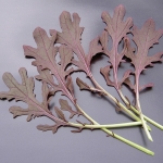 มัสตาร์ด มิซูน่าใบแดง - Red Leaf Mizuna Mustard