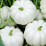 ฟักทองแคสเปอริต้า - Casperita F1 Pumpkin