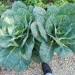 ปูเล่ฝรั่ง จอร์เจีย - Georgia Southern Collards
