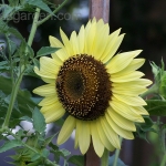 ทานตะวันเลม่อนควีน - Lemon queen sunflower