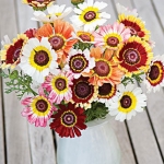ดอกเดซี่ 3 สี คละสี - Paint Tricolor Daisy Flower