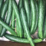 แตงกวายาวญี่ปุ่น - Japanese Long Cucumber