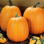 ฟักทอง ฮาวเดน ฟิวล์ - Howden's Field Pumpkin