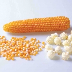 ข้าวโพดป็อปคอร์น - South American Yellow Pop Corn
