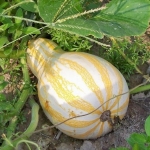ฟักทองคัสซอว์สีส้ม - Cushaw Orange Striped Squash