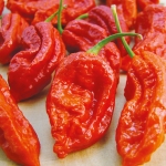 พริกปีศาจ สีแดง - Red Bhut Jolokia Pepper