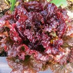 (Whole 1 Oz.) ผักสลัดรูบี้เรด - Ruby Red Lettuce