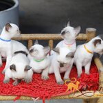 แมววิเชียรมาศ รุ่น 9/2565