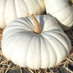 ฟักทองสีขาว บอร์ฟอร์ด - Flat White Boer Ford Pumpkin