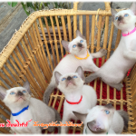 น้องแมว 18/6/2559