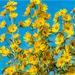 เมล็ดพันธุ์ ทานตะวัน แม็กซิมิเลี่ยน - Maximilian Sunflower Seed