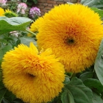 ทานตะวัน เทดดี้แบร์ - Teddy Bear Sunflower