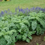 เมล็ดพันธุ์ เคลใบหงิก - Vates Blue Curled Kale