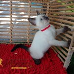 น้องแมววิเชียรมาศ รุ่น 26/2565