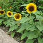 ทานตะวันซันสปอท - Sunspot Sunflower