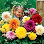 ดาเลียดินเนอร์เพลต(ดอกรักเร่) คละสี - Mix Dinner Plate Dahlia Flower