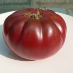 มะเขือเทศดำแบล็คคิม - Black Krim Tomato