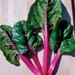 (Whole 1 Oz) สวิสชาร์ตสีม่วง - Magenta Sunset Swiss Chard