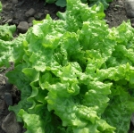 ผักสลัด ซิมสัน - Simpson Lettuce