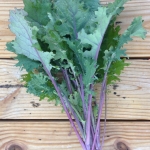 เคลแดงรัสเซีย - Red Russian Kale
