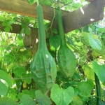 น้ำเต้าไดโนซอร์ - Dinosaur Gourd