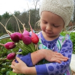 เรดิชสีม่วง - Purple Plum Radish