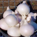 หัวหอมสเปนสีขาว - White Sweet Spanish Onion