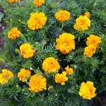 (Whole 1 Oz) เมล็ดพันธุ์ ดาวเรืองแอฟริกาคละสี - Mixed African Marigold Flower Seed