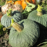 ฟักทองมารีน่า - Marina di chioggia squash