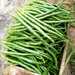 เมล็ดพันธุ์ พริกยาว กรีนลอง103 - Green Long 103 Pepper F1 Seed