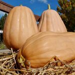 ฟักทอง เคนตักกี้ ฟิวด์ - Kentucky field Pumpkin