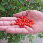 พริกเทพิน - Tepin Pepper