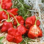 พริกมัสรูมแดง - Red Mushroom Pepper