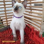 น้องแมวรุ่นใหม่ 6/2566