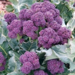 (Whole 1 Oz.) เบบี้บล็อคโคลี่สีม่วง - Purple Sprouting Broccoli