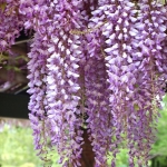 วิสทีเรียสีม่วง - Purple Wisteria