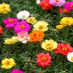 ดอกแพรเซียงไฮ้ ดอกซ้อนคละสี - Portulaca Double Mix