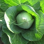 (Whole 1 Oz) กะหล่ำบัว - Early Jersey Wakefield Cabbage