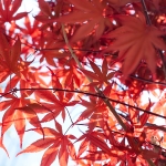 เมเปิลแดง ญี่ปุ่น - Red Japanese Maple Tree