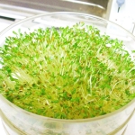 เมล็ดอัลฟาฟ่า - Organic Alfalfa Seeds