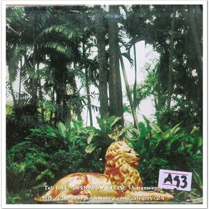 ไค-โจ- บราเธอร์ส ชุด Born To Be Free 2 dise